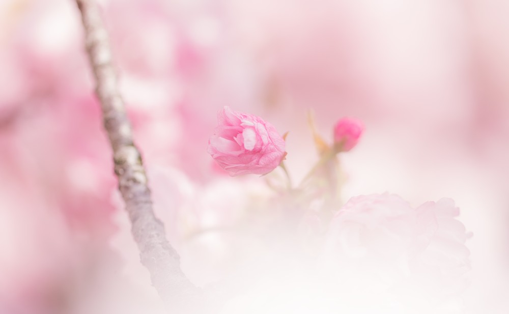 桜の花の蕾