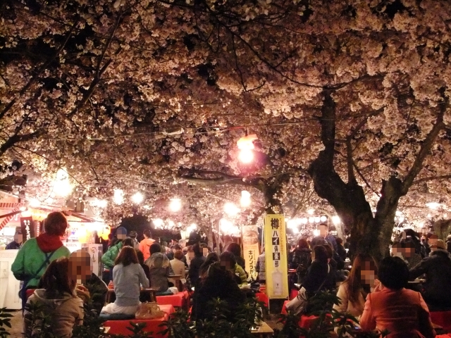 夜桜花見